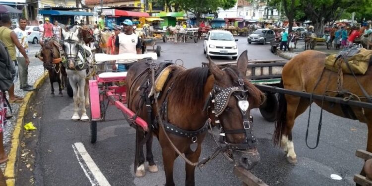 Prefeitura do Recife diz que fará novo cadastro de carroceiros ainda este ano