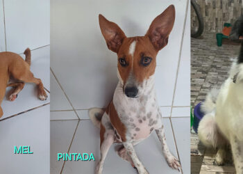 Evento de adoção de cães e gatos acontece no Shopping Patteo Olinda neste sábado (06)