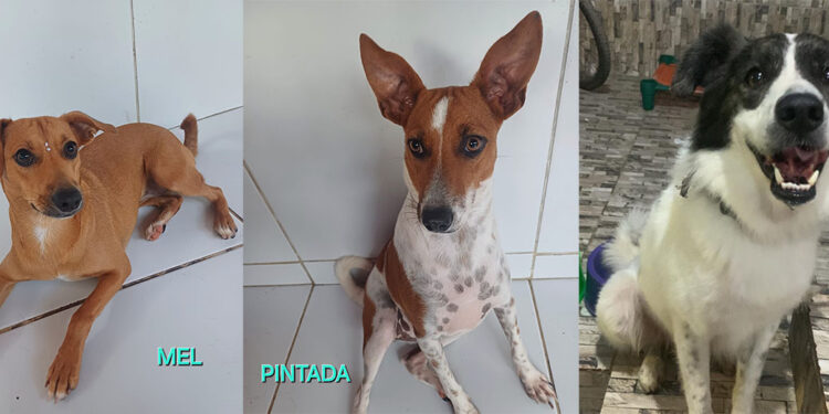 Evento de adoção de cães e gatos acontece no Shopping Patteo Olinda neste sábado (06)