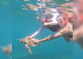 Turista é multada em R$ 10 mil por tocar em tartaruga em Fernando de Noronha