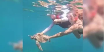 Turista é multada em R$ 10 mil por tocar em tartaruga em Fernando de Noronha