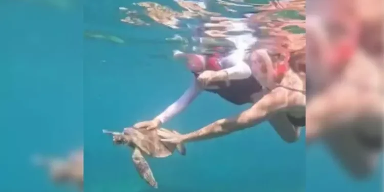 Turista é multada em R$ 10 mil por tocar em tartaruga em Fernando de Noronha