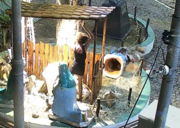 VANDALISMO : Ação conjunta da Polícia Civil e Secretaria de Defesa Cidadã resulta na prisão de suspeita por depredação do presépio em Igarassu