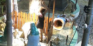 VANDALISMO : Ação conjunta da Polícia Civil e Secretaria de Defesa Cidadã resulta na prisão de suspeita por depredação do presépio em Igarassu