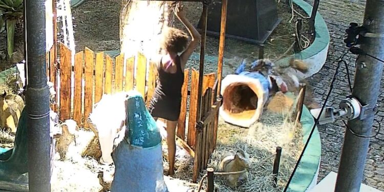 VANDALISMO : Ação conjunta da Polícia Civil e Secretaria de Defesa Cidadã resulta na prisão de suspeita por depredação do presépio em Igarassu