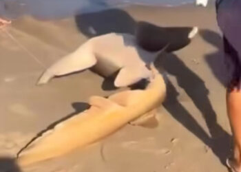 Pescadores capturam tubarão em praia no Litoral Sul de Pernambuco