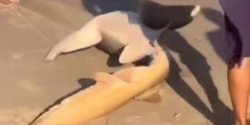 Pescadores capturam tubarão em praia no Litoral Sul de Pernambuco