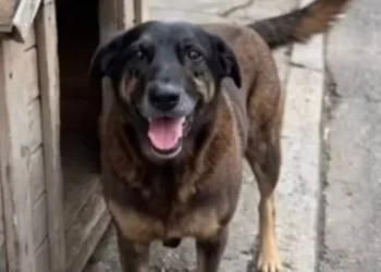 Polícia Civil de SC aponta adolescente como assassino do cão Orelha