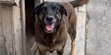 Polícia Civil de SC aponta adolescente como assassino do cão Orelha