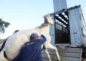 Recife intensifica fiscalização e resgata seis cavalos em situação de maus-tratos nesta quarta (4)