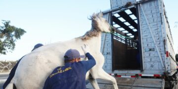 Recife intensifica fiscalização e resgata seis cavalos em situação de maus-tratos nesta quarta (4)