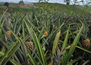 Produção de abacaxi impulsiona o desenvolvimento de Pombos, responsável por mais de 30% do cultivo em Pernambuco
