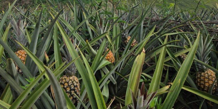 Produção de abacaxi impulsiona o desenvolvimento de Pombos, responsável por mais de 30% do cultivo em Pernambuco