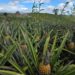Produção de abacaxi impulsiona o desenvolvimento de Pombos, responsável por mais de 30% do cultivo em Pernambuco