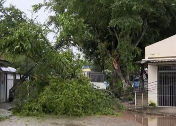 Após fortes chuvas, árvore cai no bairro de Areias e deixa moradores do entorno sem energia