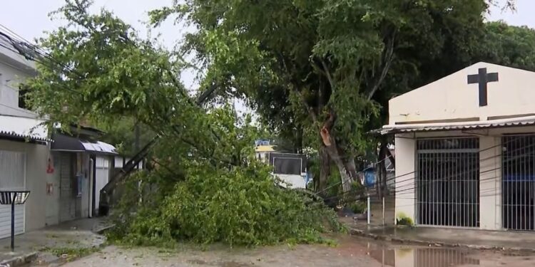Após fortes chuvas, árvore cai no bairro de Areias e deixa moradores do entorno sem energia
