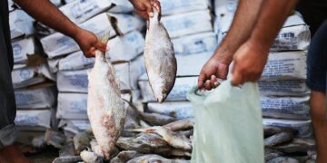 Olinda anuncia esquema de funcionamento do “circuito do peixe” para esta quinta (2) e Sexta Santa