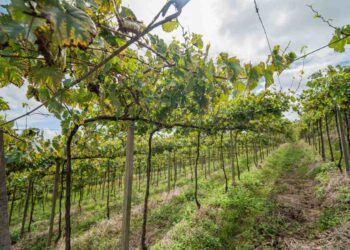 Vinhedo experimental projeta futuro da Cooperativa Garibaldi com foco em inovação e adaptação climática