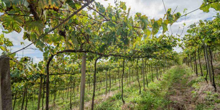 Vinhedo experimental projeta futuro da Cooperativa Garibaldi com foco em inovação e adaptação climática