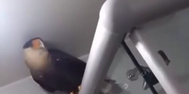 Carcará é resgatado de banheiro de apartamento em Jaboatão, no Grande Recife