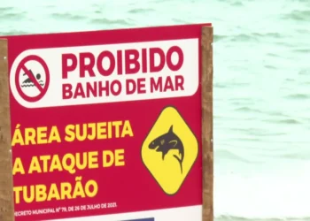 Tubarão cabeça-chata foi responsável por ataque a menino de 11 anos em Piedade