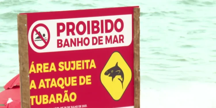 Tubarão cabeça-chata foi responsável por ataque a menino de 11 anos em Piedade
