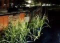 Trem do Metrô do Recife descarrilha pela segunda vez em menos de uma semana