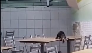 Timbu cai do teto e passeia pelas mesas do refeitório do Hospital da Restauração, no Recife