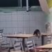 Timbu cai do teto e passeia pelas mesas do refeitório do Hospital da Restauração, no Recife