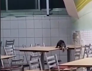 Timbu cai do teto e passeia pelas mesas do refeitório do Hospital da Restauração, no Recife