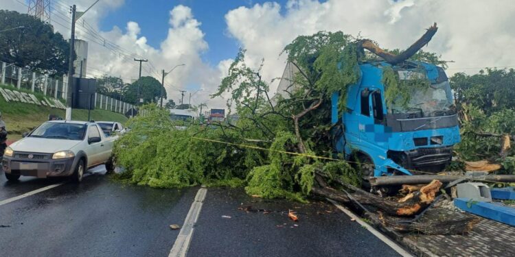 Caminhão bate em árvore e interdita faixa, na BR 101, em Abreu e Lima